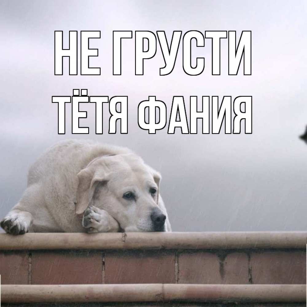 Открытка на каждый день с именем, Тётя-Фания Не грусти белый пес 1 Прикольная открытка с пожеланием онлайн скачать бесплатно 