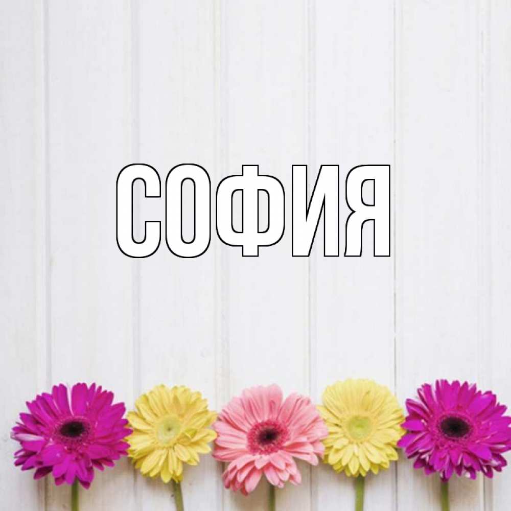 Открытка на каждый день с именем, София Главная женщинам 1 Прикольная открытка с пожеланием онлайн скачать бесплатно 