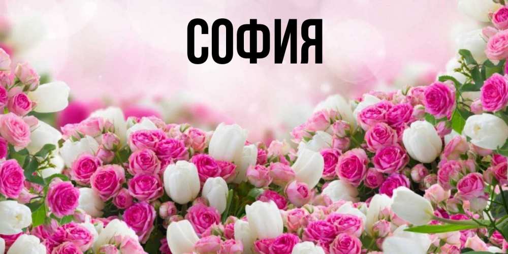 Открытка на каждый день с именем, София Главная открытка с разными розами Прикольная открытка с пожеланием онлайн скачать бесплатно 