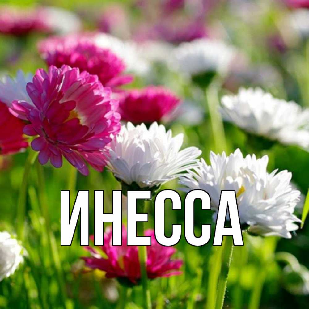 Картинки инесса
