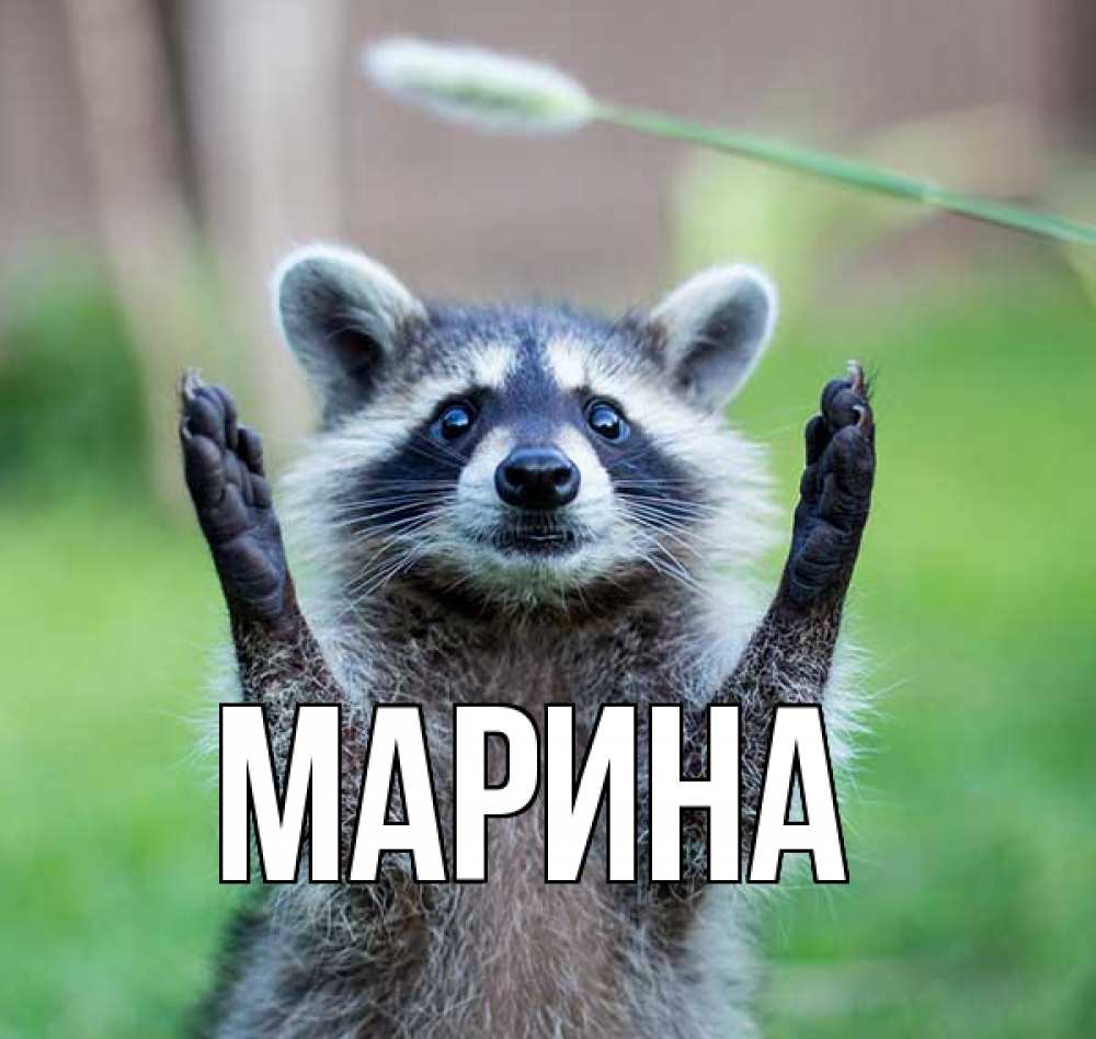 Открытка на каждый день с именем, Марина Главная животные Прикольная открытка с пожеланием онлайн скачать бесплатно 