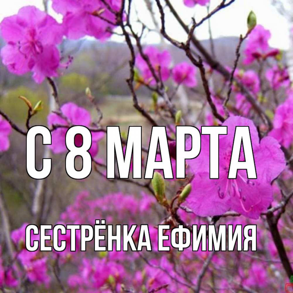 Открытка на каждый день с именем, Сестрёнка-Ефимия С 8 МАРТА международный женский день Прикольная открытка с пожеланием онлайн скачать бесплатно 