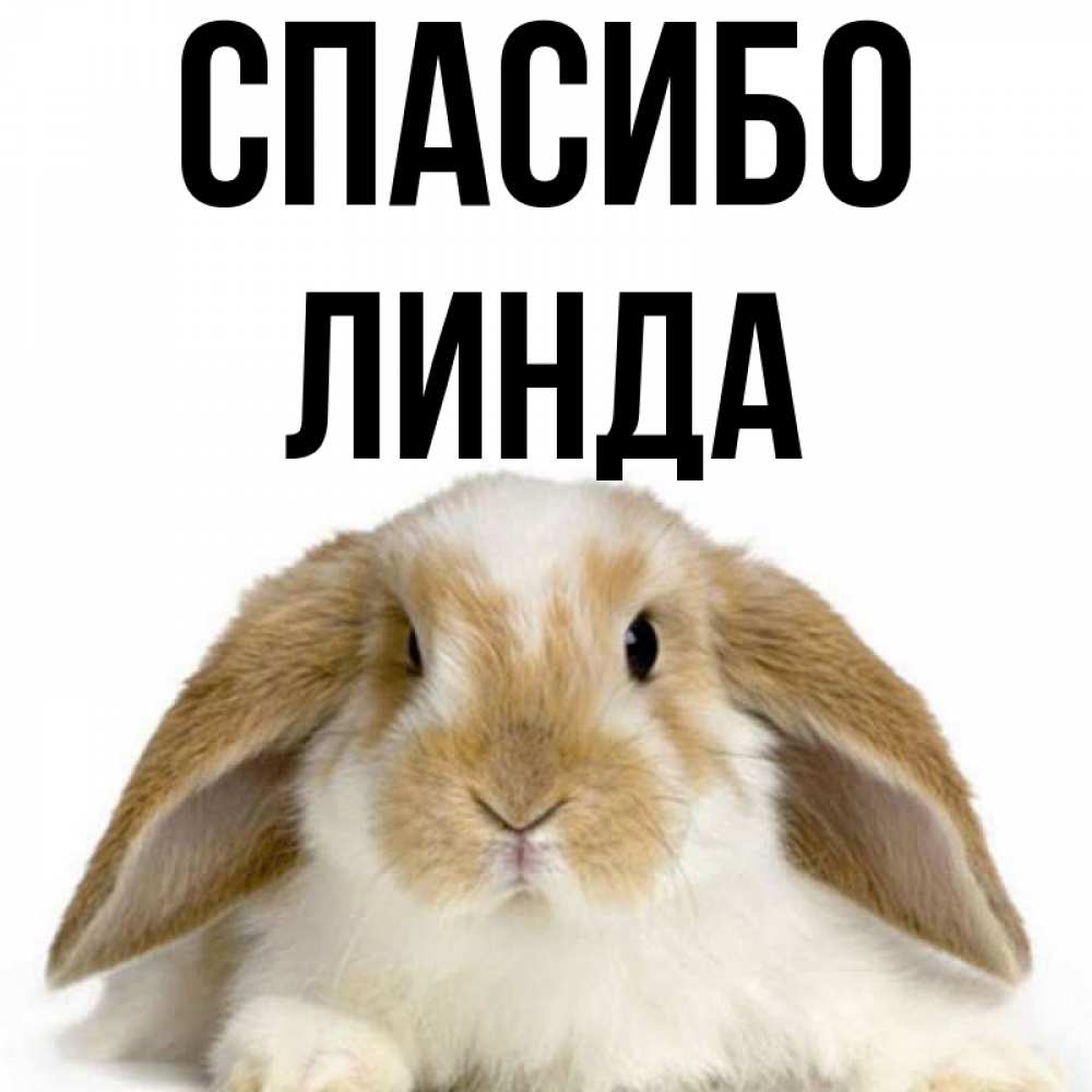 Открытка на каждый день с именем, Линда Спасибо коричнево белый заяц Прикольная открытка с пожеланием онлайн скачать бесплатно 