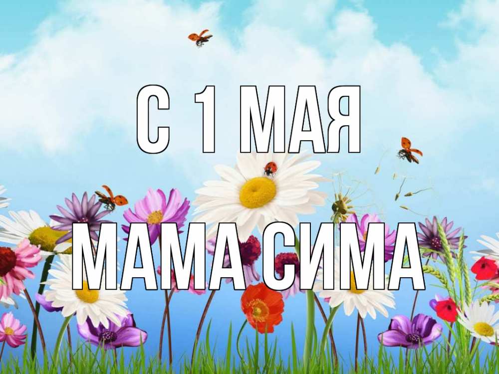Открытка на каждый день с именем, Мама-Сима С 1 мая С 1 мая Прикольная открытка с пожеланием онлайн скачать бесплатно 