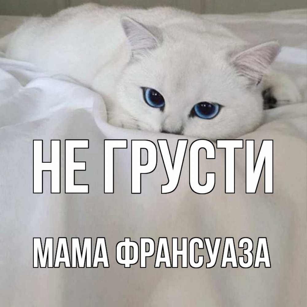 Открытка на каждый день с именем, Мама-Франсуаза Не грусти белый кот с голубыми глазами на белоснежной кровати Прикольная открытка с пожеланием онлайн скачать бесплатно 