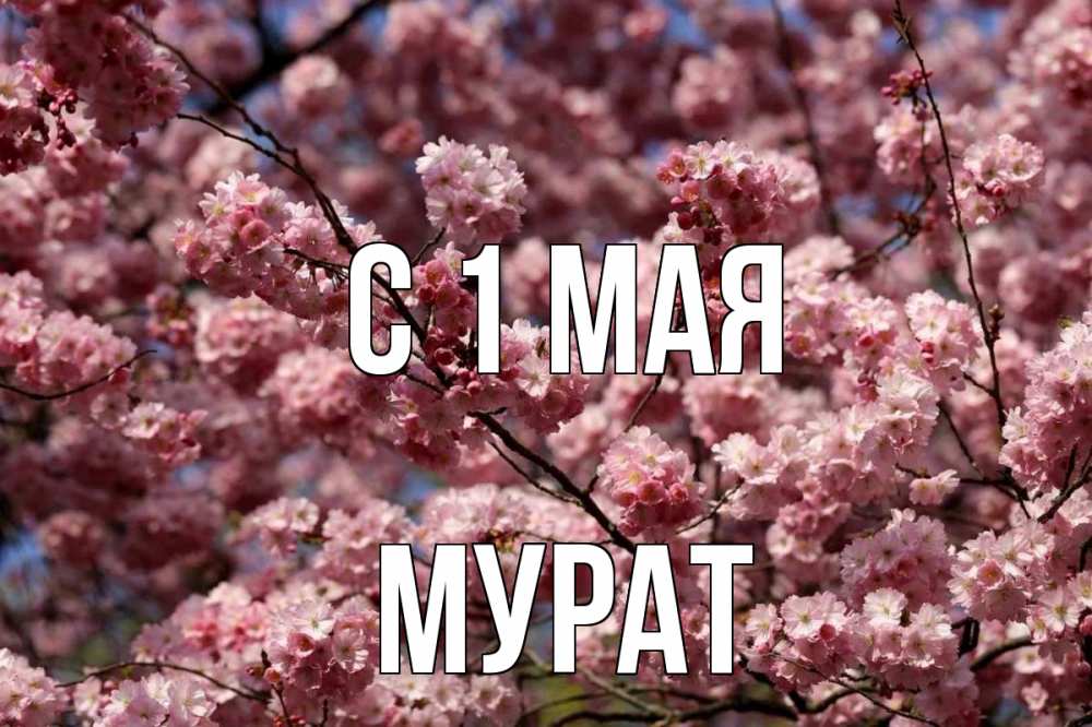 Открытка на каждый день с именем, Мурат С 1 мая С 1 мая Прикольная открытка с пожеланием онлайн скачать бесплатно 