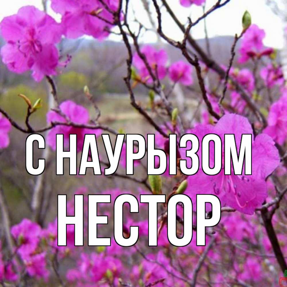 Открытка на каждый день с именем, Нестор С наурызом праздник весны наурыз Прикольная открытка с пожеланием онлайн скачать бесплатно 