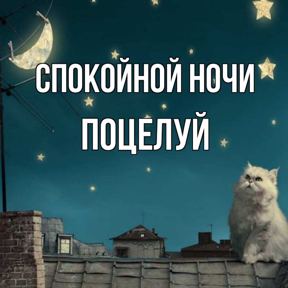 Открытка на каждый день с именем, Поцелуй Спокойной ночи белый кот сидит на крыше Прикольная открытка с пожеланием онлайн скачать бесплатно 