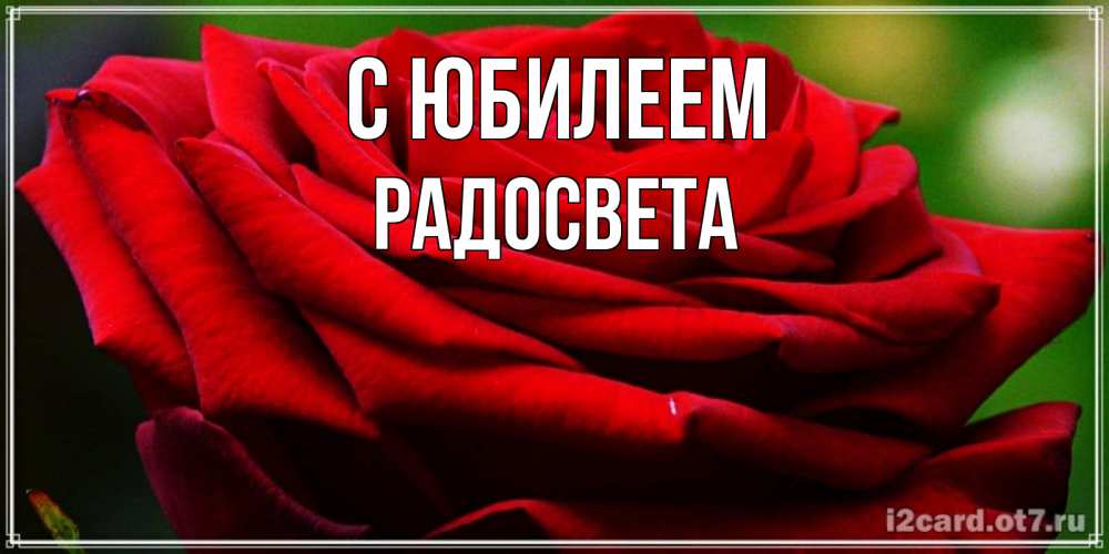 Открытка на каждый день с именем, Радосвета С юбилеем розочка очень красивая Прикольная открытка с пожеланием онлайн скачать бесплатно 