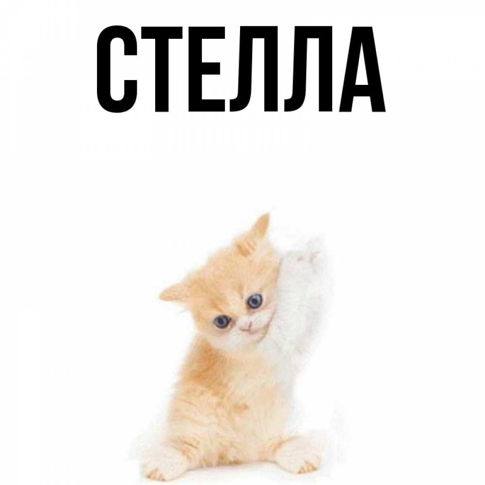 Открытка на каждый день с именем, Стелла Главная зверушки и милота Прикольная открытка с пожеланием онлайн скачать бесплатно 
