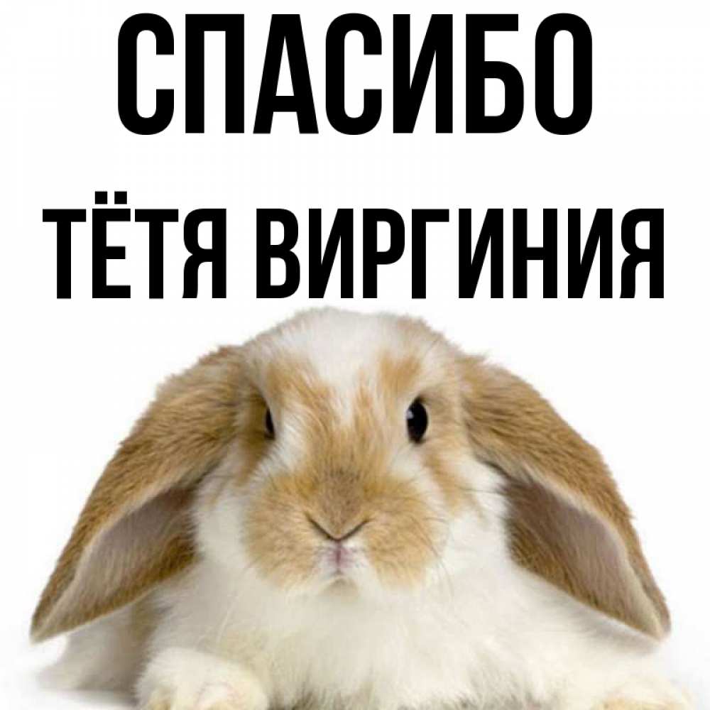 Открытка на каждый день с именем, Тётя-Виргиния Спасибо коричнево белый заяц Прикольная открытка с пожеланием онлайн скачать бесплатно 