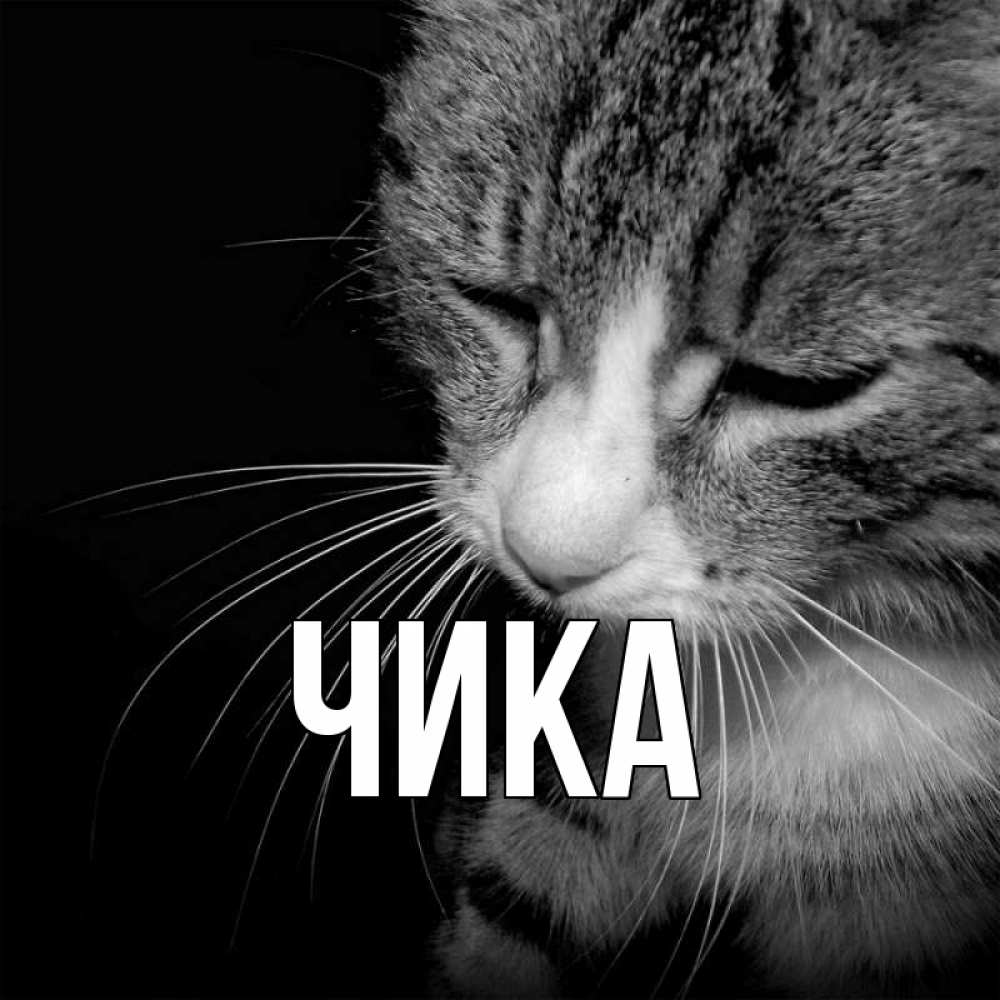 Открытка на каждый день с именем, Чика Главная мне скучно Прикольная открытка с пожеланием онлайн скачать бесплатно 