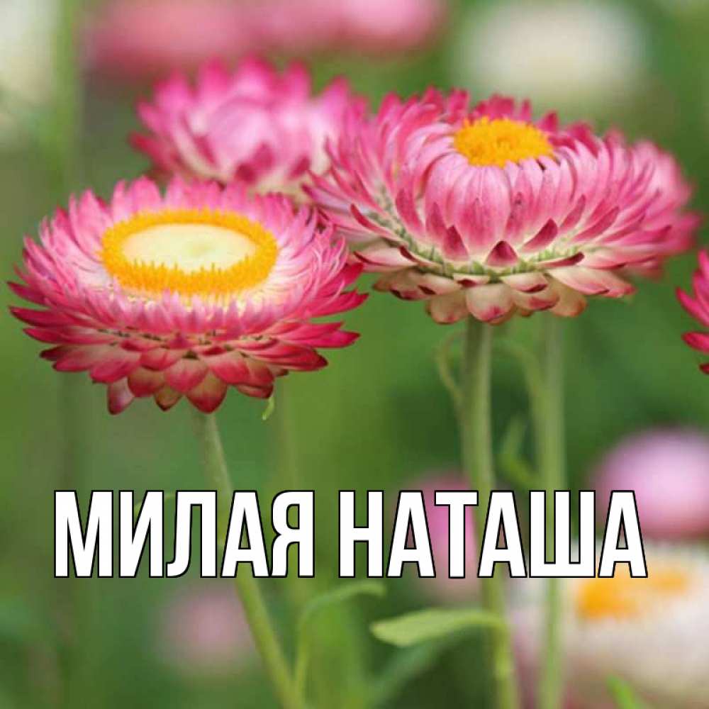 Главная наташа