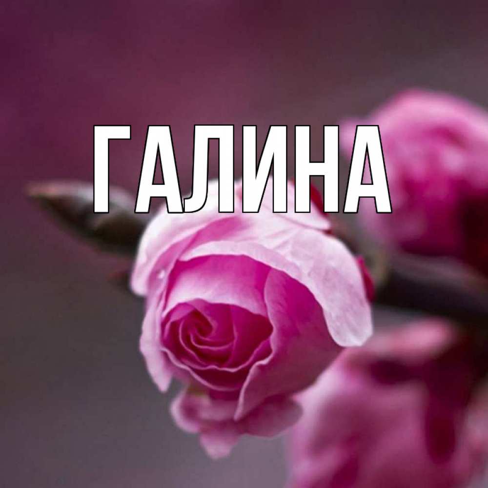 Открытка на каждый день с именем, Галина Главная весна Прикольная открытка с пожеланием онлайн скачать бесплатно 