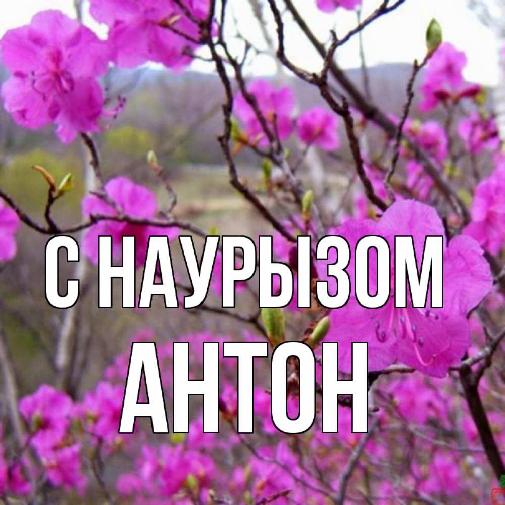 Открытка на каждый день с именем, Антон С наурызом праздник весны наурыз Прикольная открытка с пожеланием онлайн скачать бесплатно 