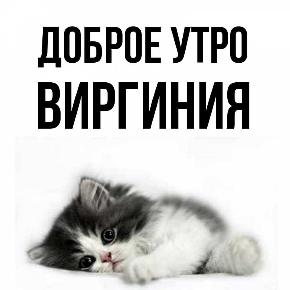 Открытка на каждый день с именем, Виргиния Доброе утро кот лапки Прикольная открытка с пожеланием онлайн скачать бесплатно 
