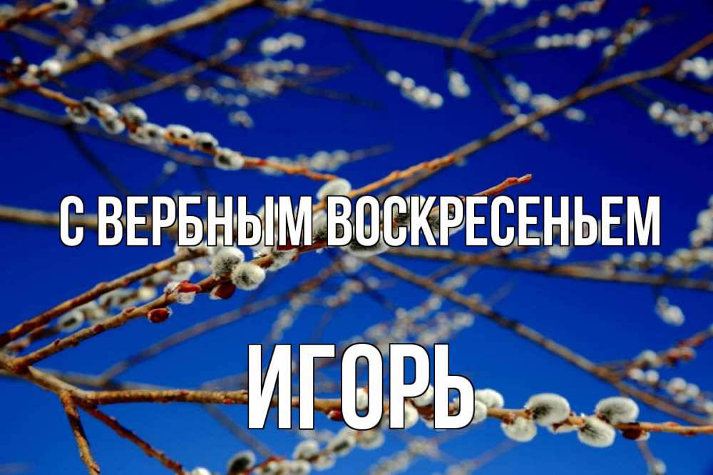 Открытка на каждый день с именем, Игорь С вербным воскресеньем верба Прикольная открытка с пожеланием онлайн скачать бесплатно 