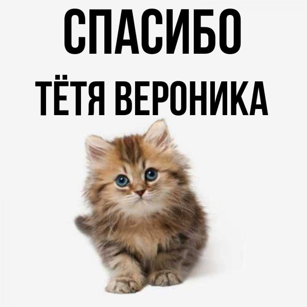 Открытка на каждый день с именем, Тётя-Вероника Спасибо пушистый котик Прикольная открытка с пожеланием онлайн скачать бесплатно 