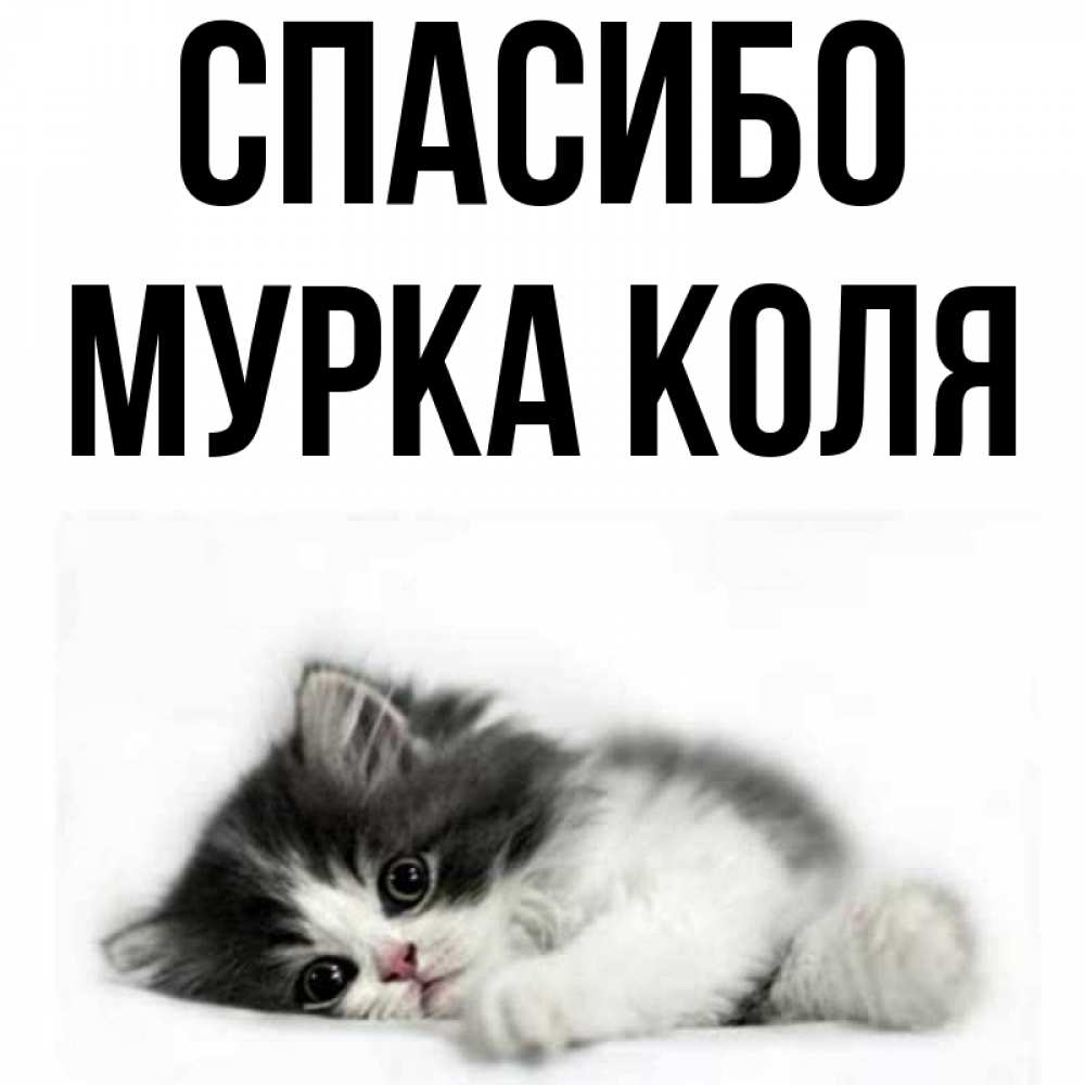 Мурка картинки прикольные