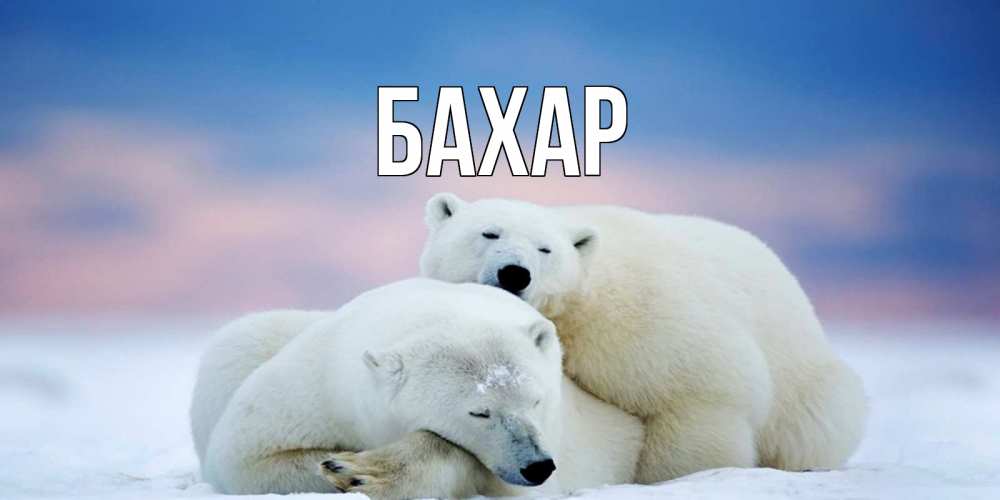 Открытка на каждый день с именем, Бахар Главная белые медведи спят в обнимку Прикольная открытка с пожеланием онлайн скачать бесплатно 