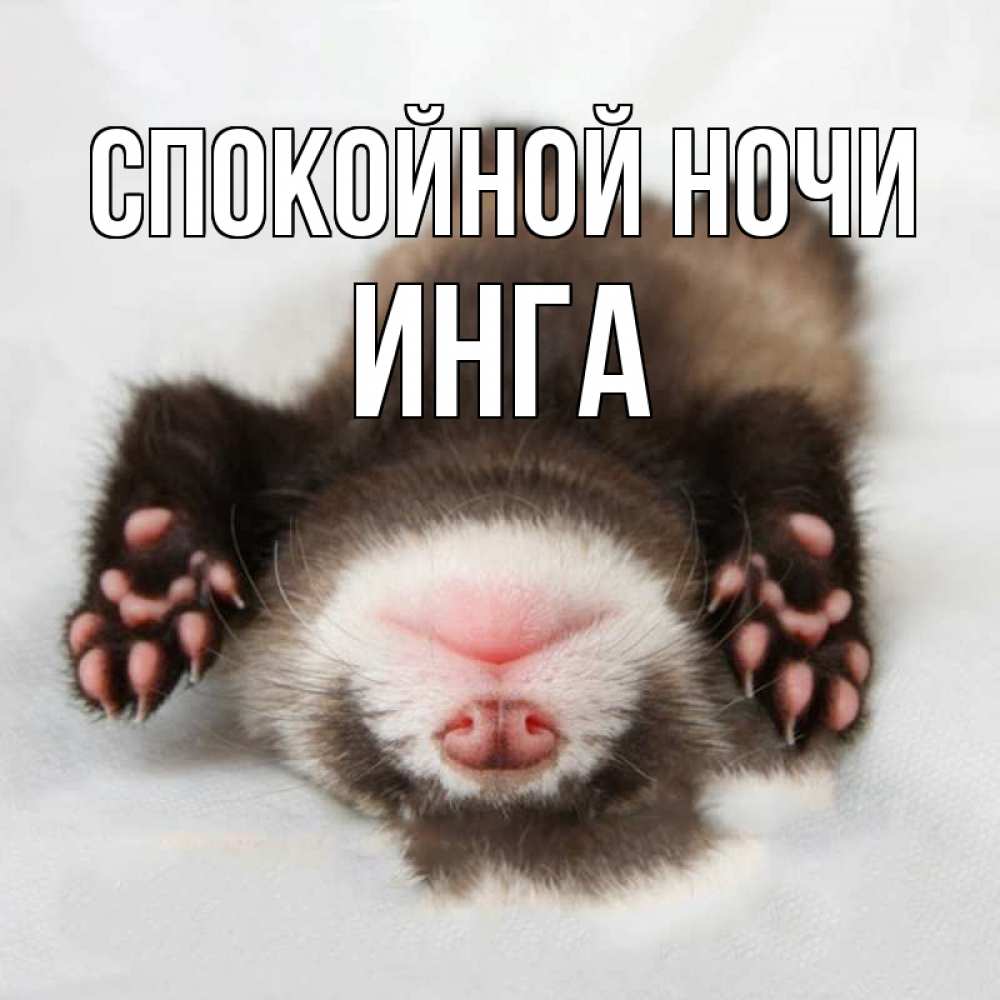 Открытка на каждый день с именем, Инга Спокойной ночи зверек Прикольная открытка с пожеланием онлайн скачать бесплатно 