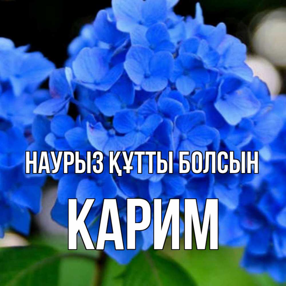 Открытка на каждый день с именем, Карим Наурыз құтты болсын синие цветы Прикольная открытка с пожеланием онлайн скачать бесплатно 