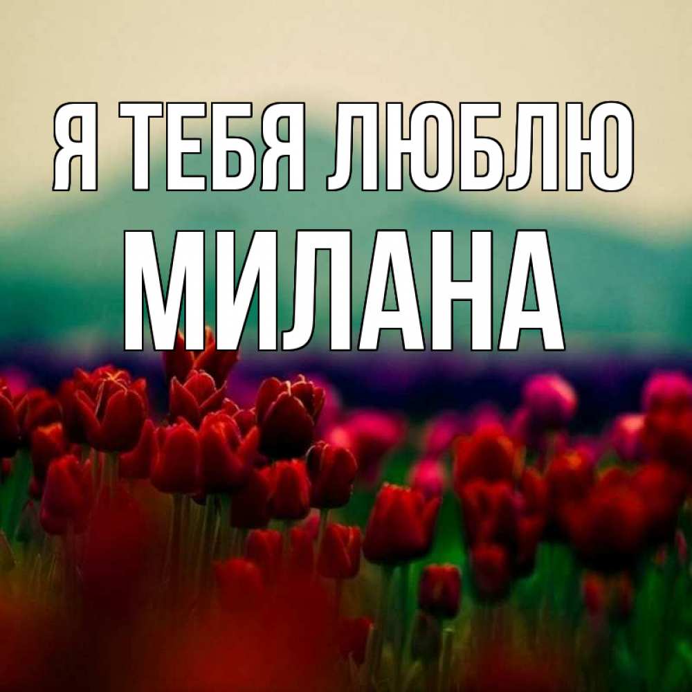 Открытка на каждый день с именем, Милана Я тебя люблю тюльпаны 4 Прикольная открытка с пожеланием онлайн скачать бесплатно 