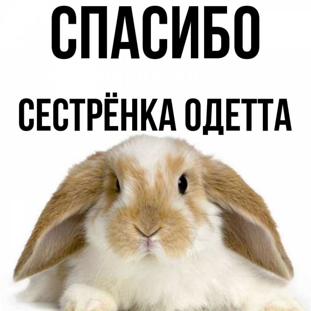 Открытка на каждый день с именем, Сестрёнка-Одетта Спасибо коричнево белый заяц Прикольная открытка с пожеланием онлайн скачать бесплатно 