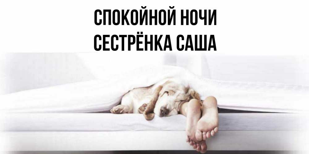 Открытка на каждый день с именем, Сестрёнка-Саша Спокойной ночи кровать с собакой пожелание сладких снов и спокойной ночи Прикольная открытка с пожеланием онлайн скачать бесплатно 
