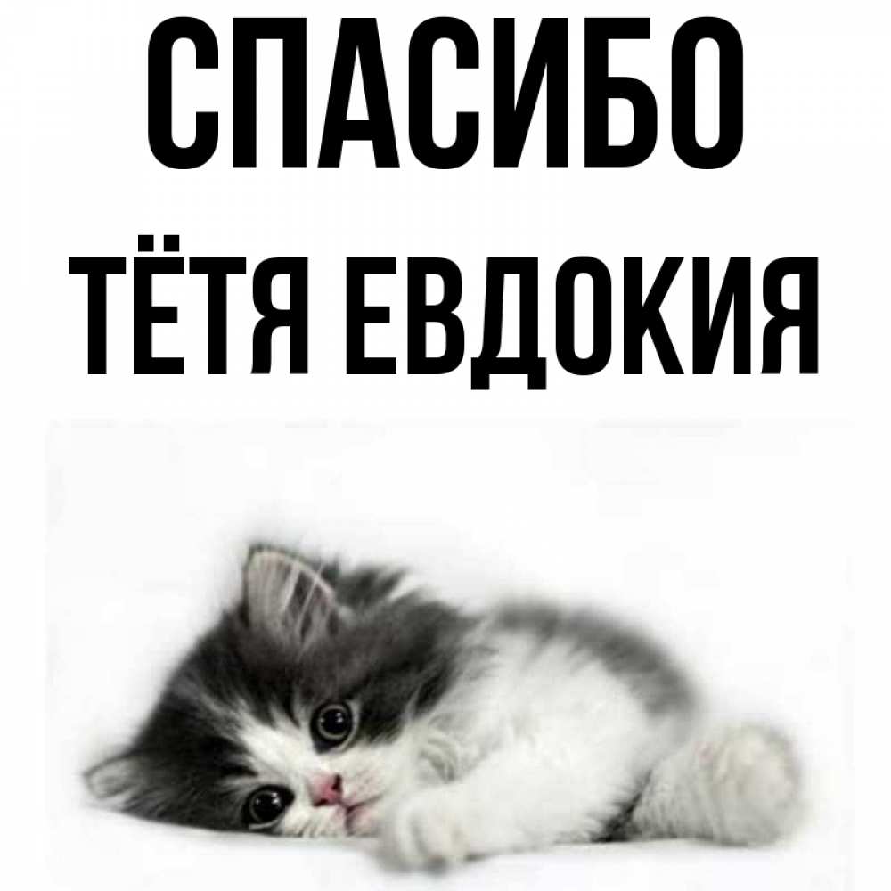 Открытка на каждый день с именем, Тётя-Евдокия Спасибо черный и белый кот Прикольная открытка с пожеланием онлайн скачать бесплатно 