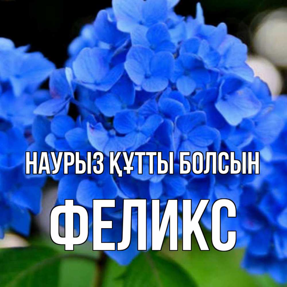 Открытка на каждый день с именем, Феликс Наурыз құтты болсын синие цветы Прикольная открытка с пожеланием онлайн скачать бесплатно 