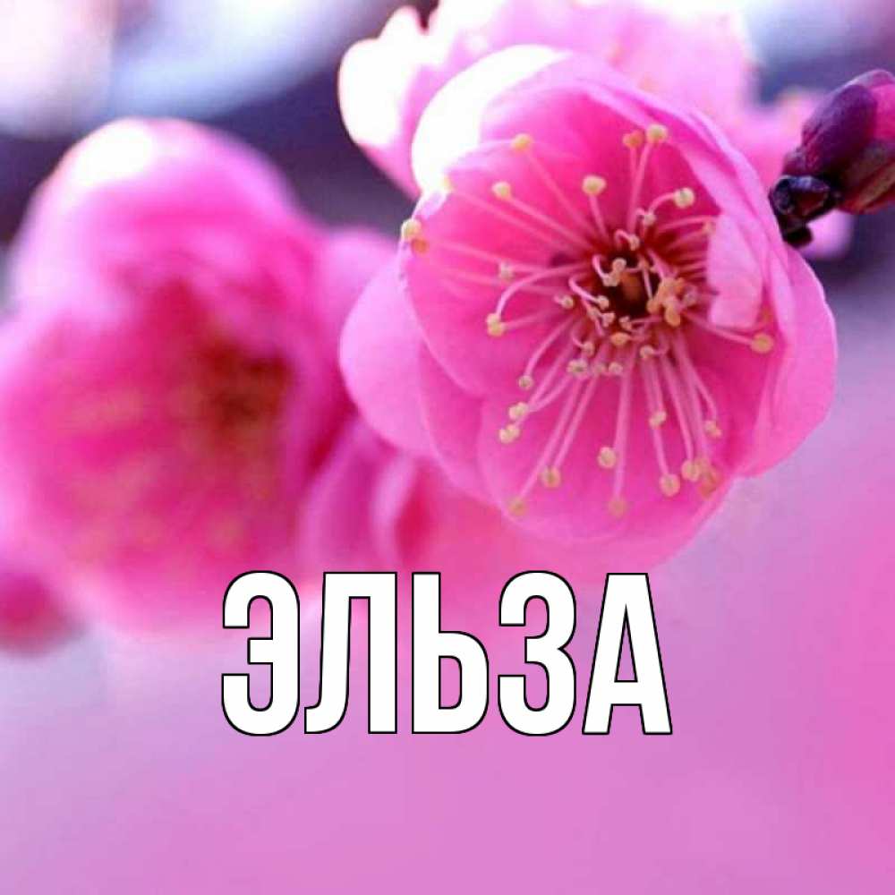 Открытка на каждый день с именем, Эльза Главная наурыз мейрам Прикольная открытка с пожеланием онлайн скачать бесплатно 