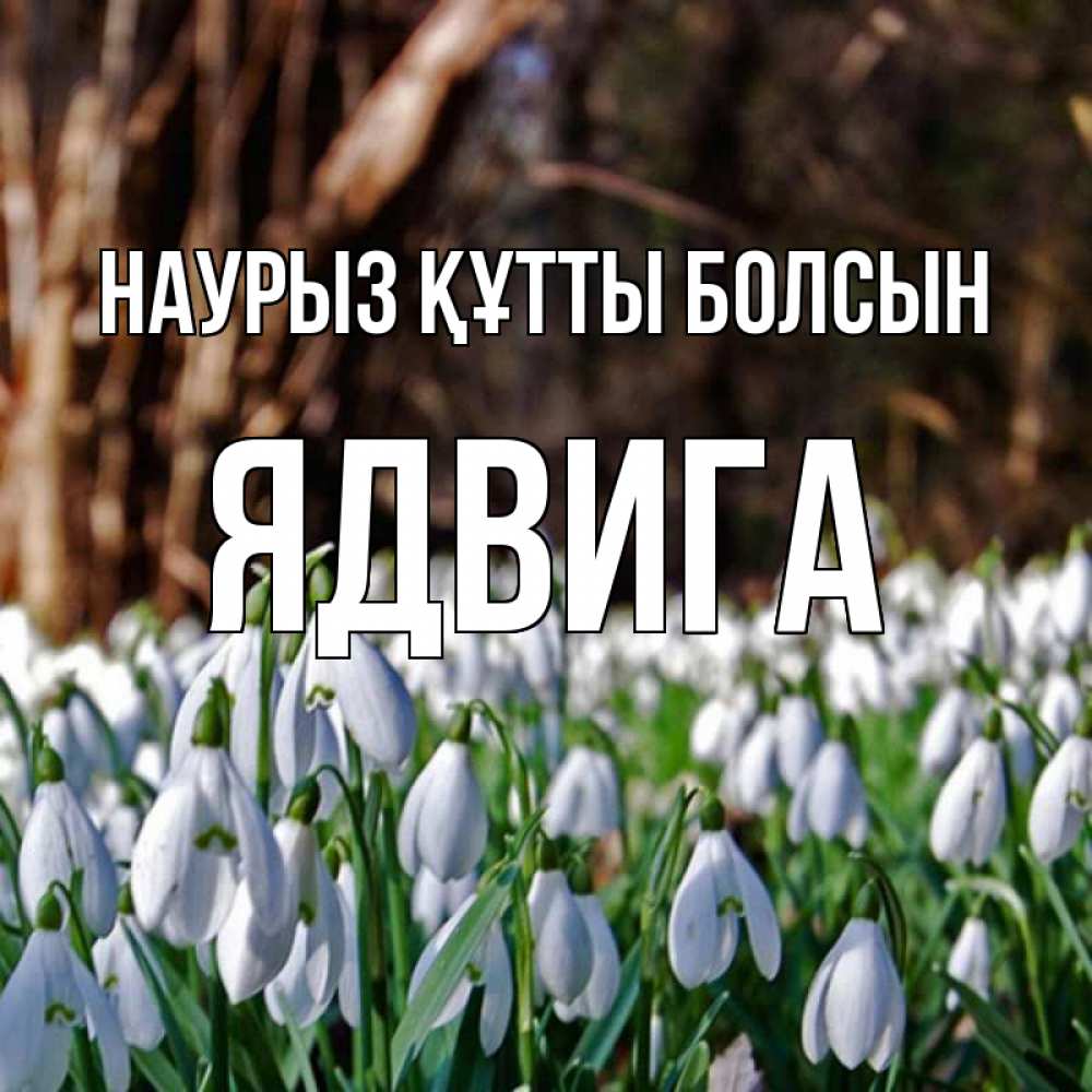Открытка на каждый день с именем, Ядвига Наурыз құтты болсын с подснежниками 1 Прикольная открытка с пожеланием онлайн скачать бесплатно 