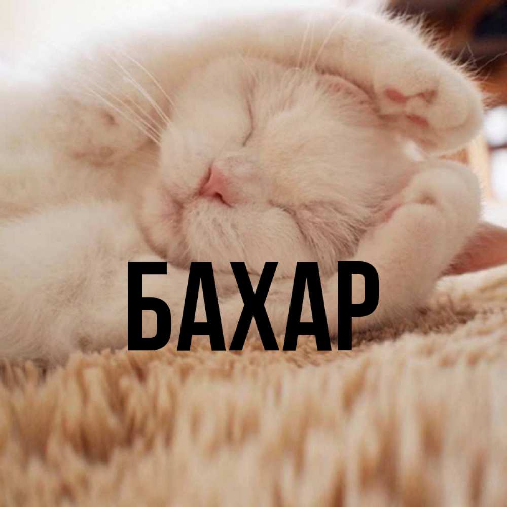 Открытка на каждый день с именем, Бахар Главная Котенок спит Прикольная открытка с пожеланием онлайн скачать бесплатно 