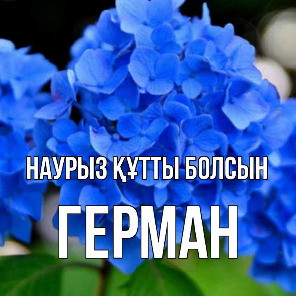 Открытка на каждый день с именем, Герман Наурыз құтты болсын синие цветы Прикольная открытка с пожеланием онлайн скачать бесплатно 
