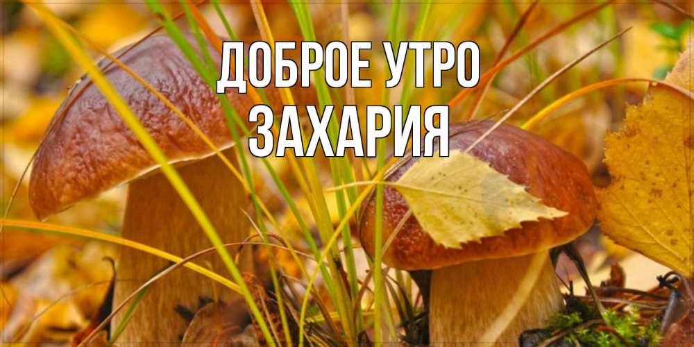 Открытка на каждый день с именем, Захария Доброе утро осенние грибы Прикольная открытка с пожеланием онлайн скачать бесплатно 
