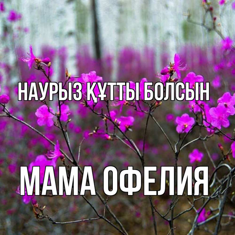 Открытка на каждый день с именем, Мама-Офелия Наурыз құтты болсын дикие цветы Прикольная открытка с пожеланием онлайн скачать бесплатно 