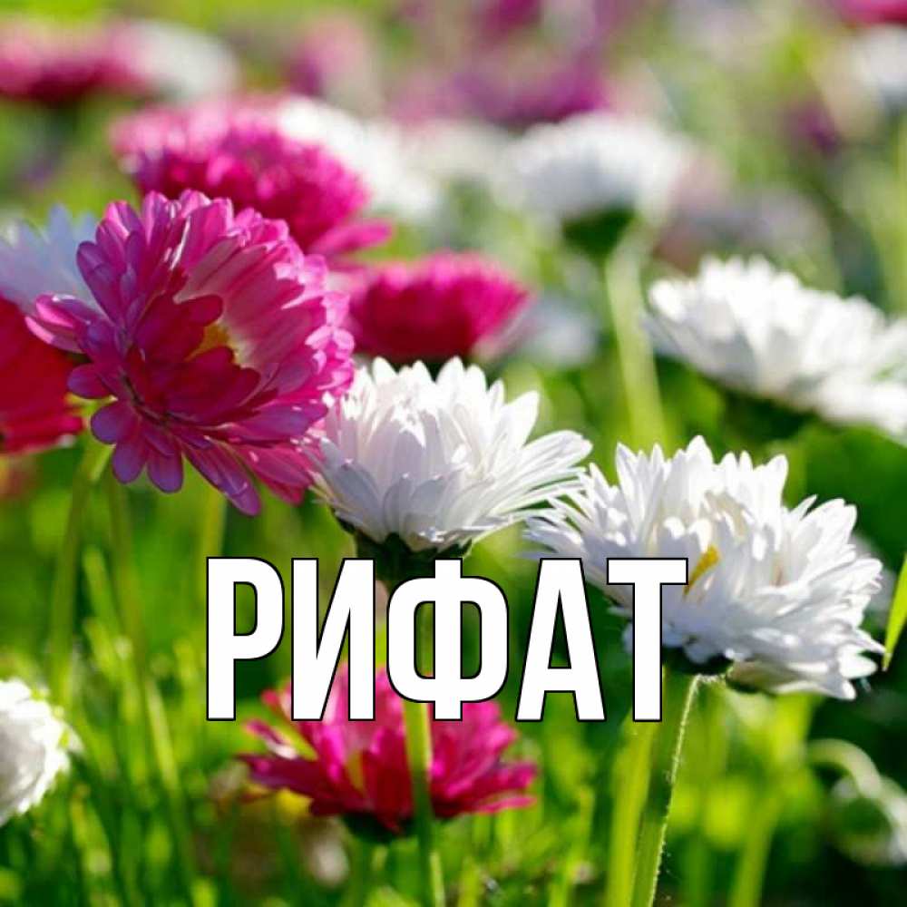 Открытка на каждый день с именем, Рифат Главная наурыз Прикольная открытка с пожеланием онлайн скачать бесплатно 