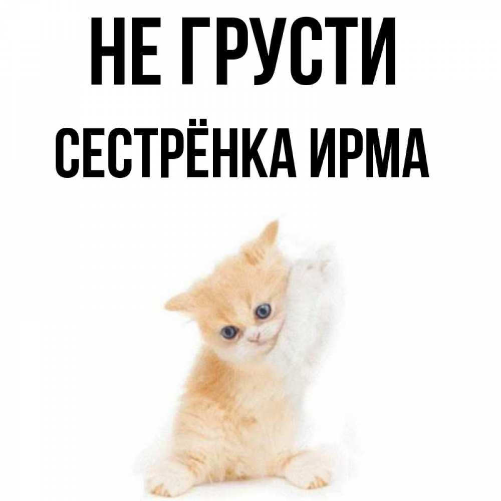 Открытка на каждый день с именем, Сестрёнка-Ирма Не грусти просящий кот Прикольная открытка с пожеланием онлайн скачать бесплатно 