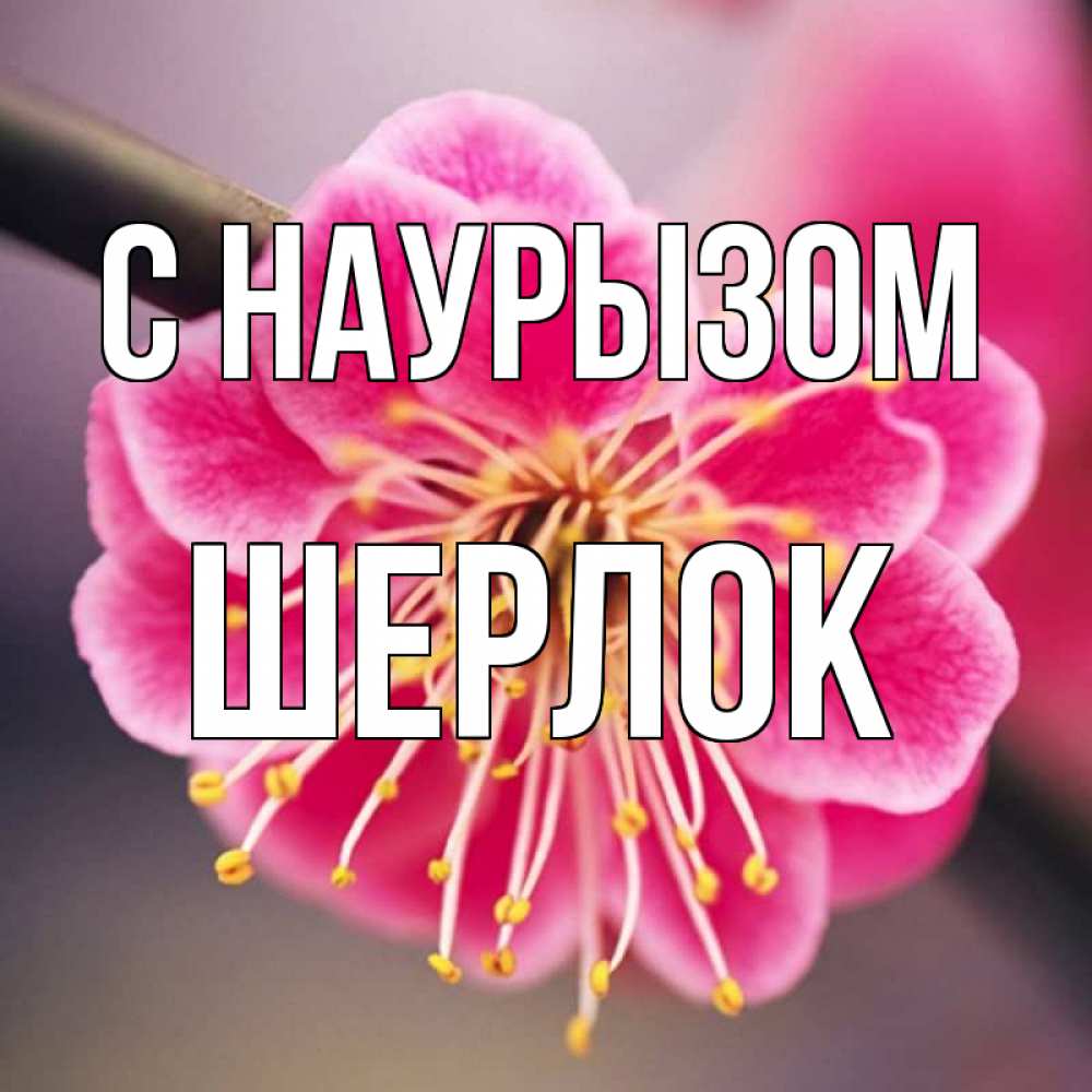 Открытка на каждый день с именем, Шерлок С наурызом цветы Прикольная открытка с пожеланием онлайн скачать бесплатно 