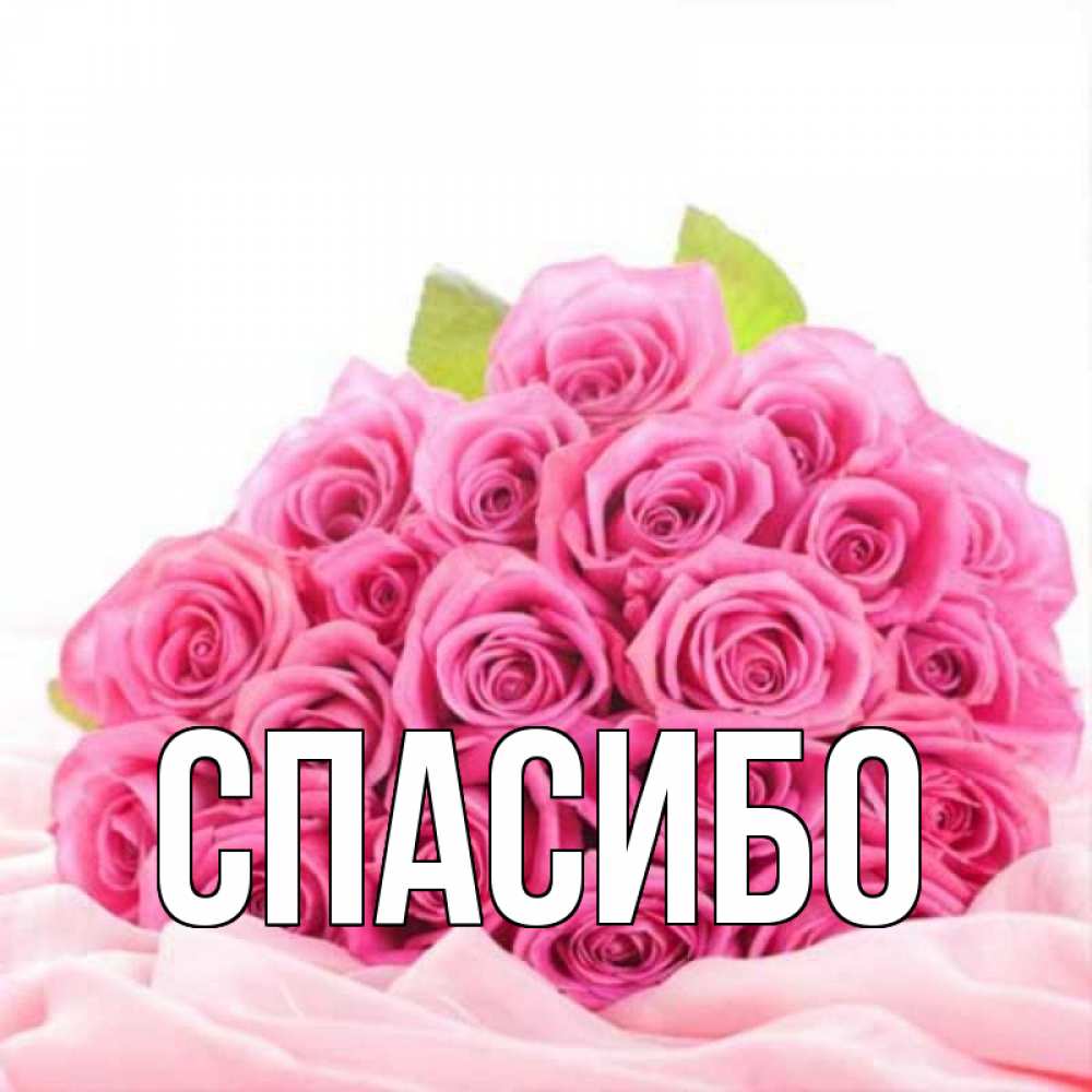 Открытка на каждый день с именем, выберите-имя Спасибо розовые розы с подписью Прикольная открытка с пожеланием онлайн скачать бесплатно 