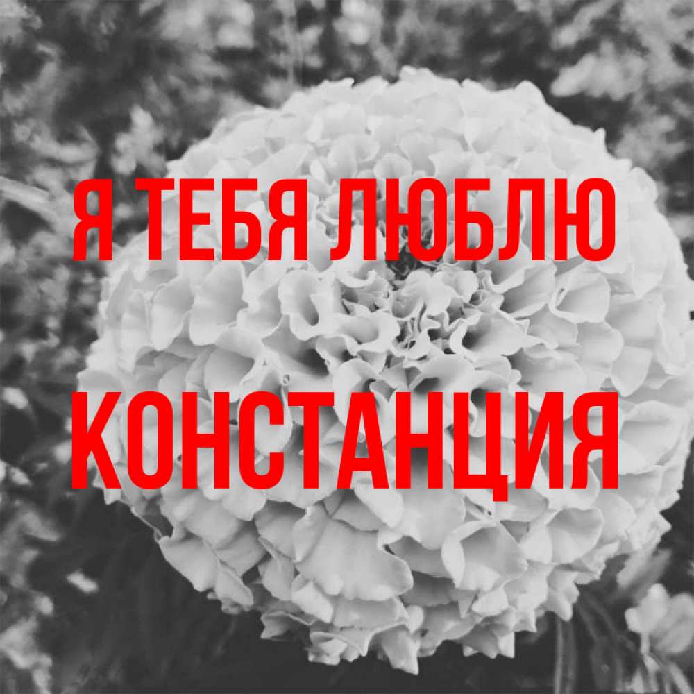Открытка на каждый день с именем, Констанция Я тебя люблю подпись Прикольная открытка с пожеланием онлайн скачать бесплатно 