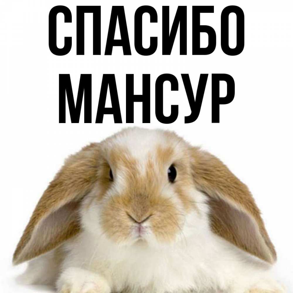 Открытка на каждый день с именем, Мансур Спасибо коричнево белый заяц Прикольная открытка с пожеланием онлайн скачать бесплатно 