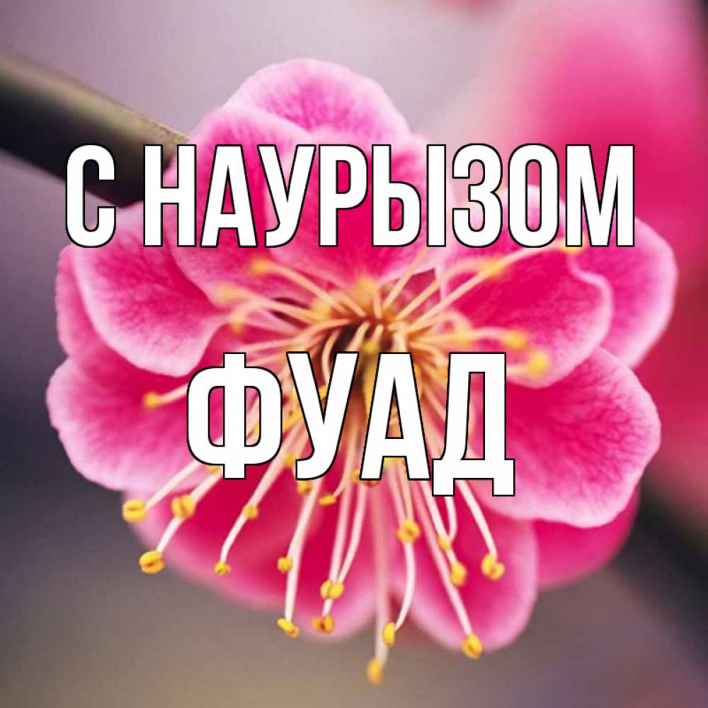 Открытка на каждый день с именем, Фуад С наурызом цветы Прикольная открытка с пожеланием онлайн скачать бесплатно 