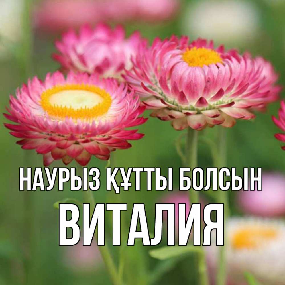Открытка на каждый день с именем, Виталия Наурыз құтты болсын подарок на международный женский день Прикольная открытка с пожеланием онлайн скачать бесплатно 