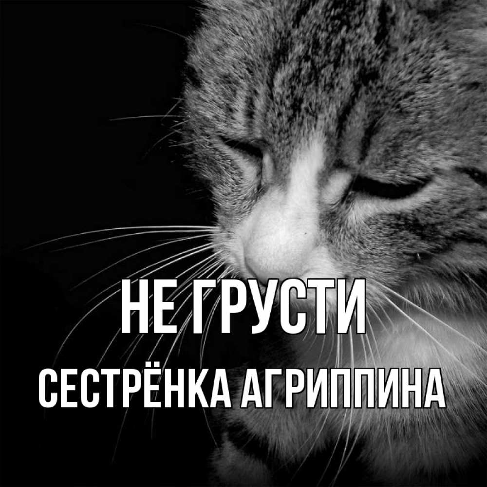 Открытка на каждый день с именем, Сестрёнка-Агриппина Не грусти грустный котик Прикольная открытка с пожеланием онлайн скачать бесплатно 
