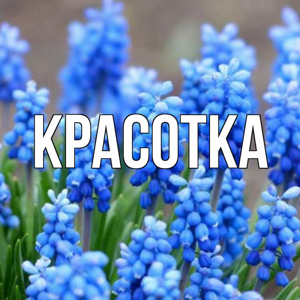 Открытка на каждый день с именем, красотка Главная Поздравительная открытка для женщин с цветами на праздничную дату Прикольная открытка с пожеланием онлайн скачать бесплатно 