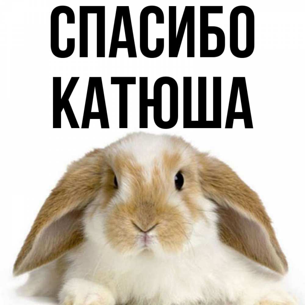 Днем, открытка спасибо катюша