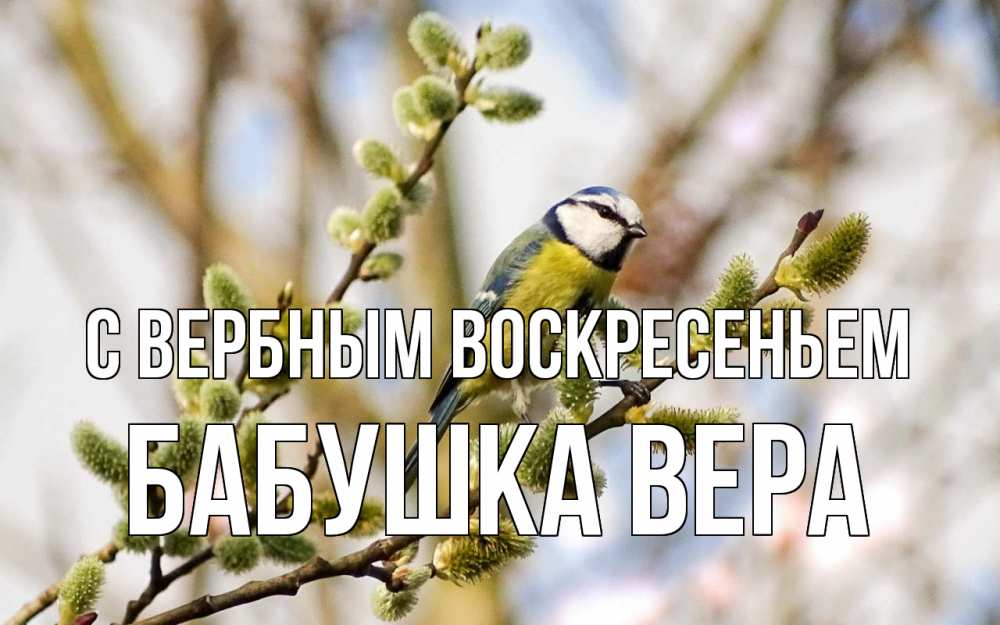 Открытка на каждый день с именем, Бабушка-Вера С вербным воскресеньем верба Прикольная открытка с пожеланием онлайн скачать бесплатно 