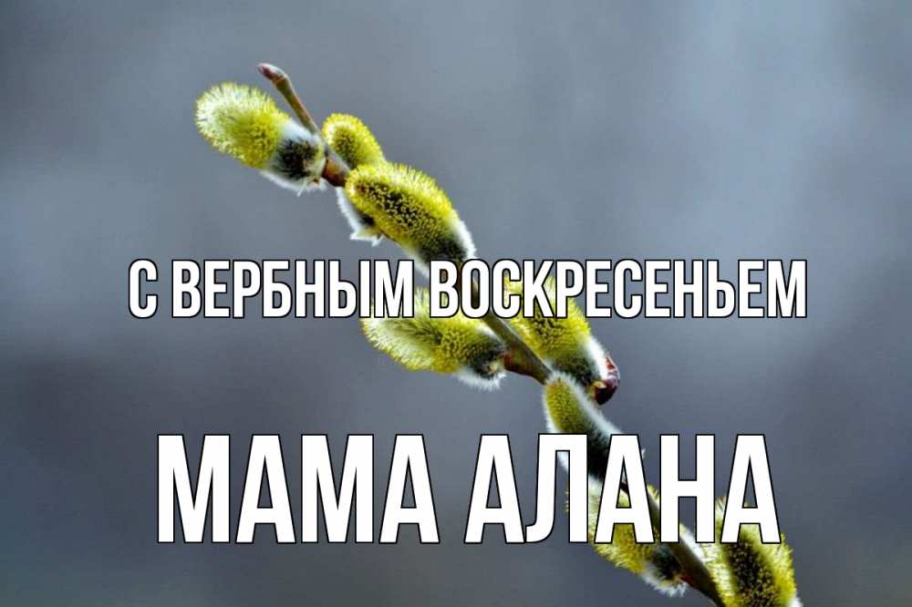 Открытка на каждый день с именем, Мама-Алана С вербным воскресеньем верба Прикольная открытка с пожеланием онлайн скачать бесплатно 